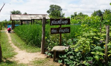 สาวขุขันธฺุ์ศรีสะเกษ เลี้ยงปลาช่อน-กบนาข้าวญี่ปุ่น สร้างรายได้พุ่ง(มีคลิป)