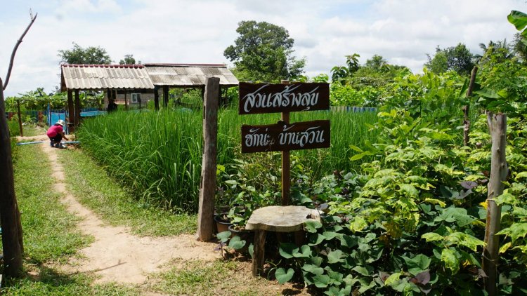 สาวขุขันธฺุ์ศรีสะเกษ เลี้ยงปลาช่อน-กบนาข้าวญี่ปุ่น สร้างรายได้พุ่ง(มีคลิป)