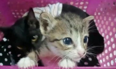 ส่องเลขเด็ด 2 ลูกแมวน้อยกำพร้าเจ้าของเชื่อว่าให้โชค