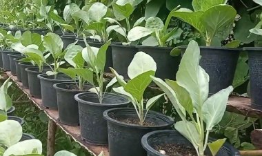 ปลูกผักปลอดสารพิษในกระถาง ทานเองปลอดภัย ต้านภัยโควิด - 19