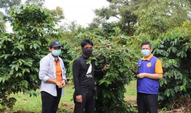 เบิ่งแยง กาแฟดินภูเขาไฟ แห่งเดียวในภาคอีสานใต้