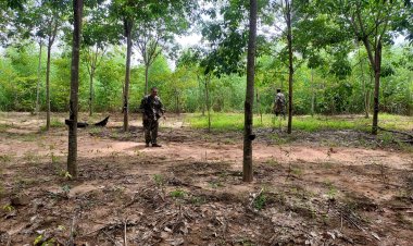หัวหน้าทับลานเตือนปชช.ระวังเสือโคร่งยังวนเวียนออกหากินใกล้ชุมชน (มีคลิป)