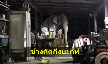 เร่งช่วยชาวบ้านเหยื่อช้างป่าทับลานออกหากินนอกเขต