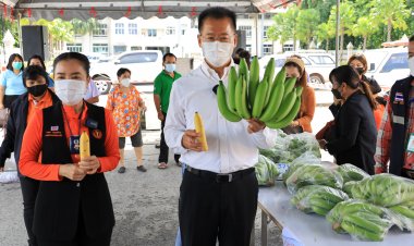เกษตรกรโคราชกลุ้มใจหนักกล้วยหอมล้นตลาดขายไม่ออก (มีคลิป)