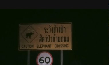 คืบหน้า  ลูกช้างป่า  ฝูงช้างเป็นห่วงยังคงวนเวียนใกล้พื้นที่ลูกช้างถูกรถชนตาย   พบมีป้ายปักแจ้งเตือนแต่ไม่มีไฟส่อง รกครึ้มด้วยราวป่า