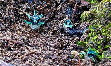 เจอแล้ว!! 1 ปี มีครั้งเดียว "ปลายฝนต้นหนาว" ไฮซีซั่น  นักท่องเที่ยว แห่ชมพิศวงตานกฮูก หรือ พิศวงไทยทอง  ที่อุ้มผาง