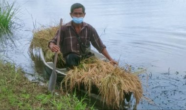 ชาวนาปราจีนบุรีระทมต้องเร่งเกี่ยวข้าวหนีน้ำท่วม (มีคลิป)