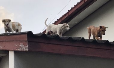น่าสงสารเจ้าตูบ!น้องหมาต้องหนีน้ำอยู่บนหลังคาบ้านนาน 3 วัน