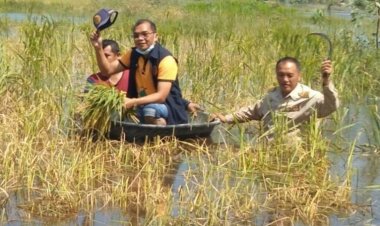 นอภ.ศิลาลาดศรีสะเกษนั่งเรือช่วยชาวนาเกี่ยวข้าวหนีน้ำท่วม