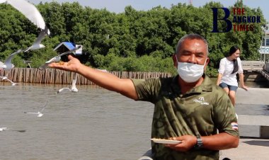สถานตากอากาศบางปู เชิญนักท่องเที่ยวชมฝูงนกนางนวลหนีหนาวตั้งแต่ช่วงปลายเดือนตุลาคมจนถึงเดือนพฤษภาคมปีหน้า