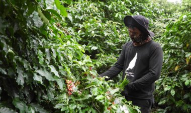 กาแฟแฮนด์เมด แห่งแรกเมืองศรีสะเกษ  กลิ่นหอมกรุ่นสดจากไร่ (มีคลิป)