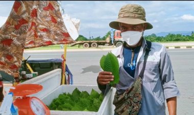 พ่อค้าปราจีนบุรีพลิกวิกฤติโควิดขายใบกระทุ่มสร้างรายได้เดือนละ2หมื่นบาท(มีคลิป)