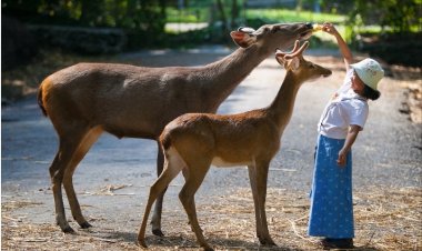 อสส. เตรียมพร้อม แผนเที่ยวชมสวนสัตว์ทั่วประเทศรองรับการเปิดประเทศตามนโยบายรัฐ