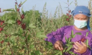 เกษตรอินทรีย์ พืชผสมผสานทำเงิน!...ปลูกกระเจี๊ยบแดงขายกิโลกรัมละ350 บาท