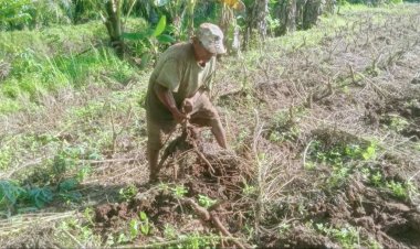 เหลือแค่นี้ก็เอา!ชาวไร่มันสำปะหลังกบินทร์บุรีเศร้าเร่งถอนมันขายหลังน้ำท่วมลด