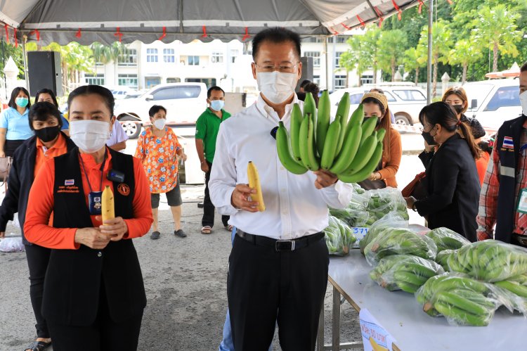 เกษตรกรโคราชกลุ้มใจหนักกล้วยหอมล้นตลาดขายไม่ออก (มีคลิป)