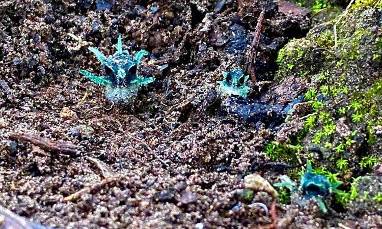 เจอแล้ว!! 1 ปี มีครั้งเดียว "ปลายฝนต้นหนาว" ไฮซีซั่น นักท่องเที่ยว แห่ชมพิศวงตานกฮูก หรือ พิศวงไทยทอง ที่อุ้มผาง