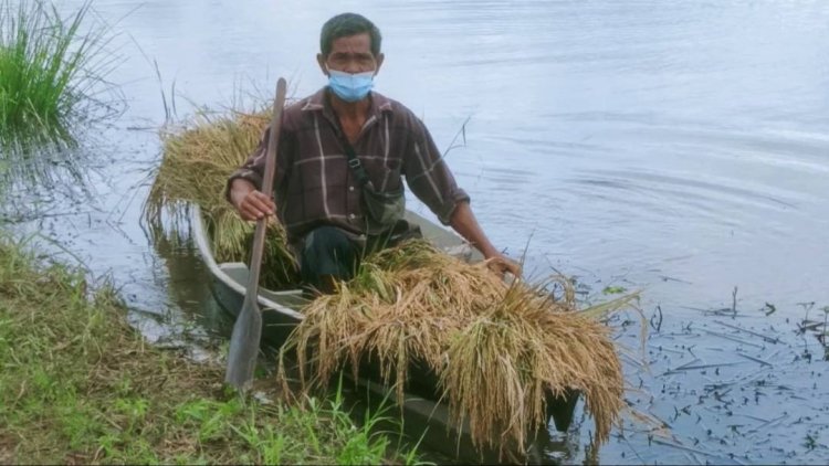 ชาวนาปราจีนบุรีระทมต้องเร่งเกี่ยวข้าวหนีน้ำท่วม (มีคลิป)