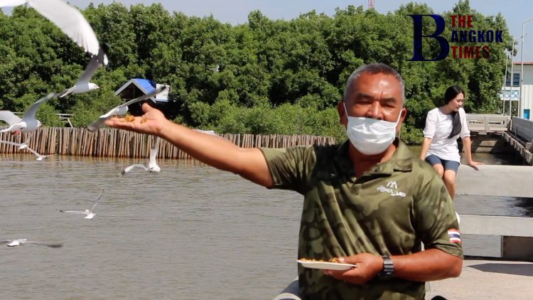 สถานตากอากาศบางปู เชิญนักท่องเที่ยวชมฝูงนกนางนวลหนีหนาวตั้งแต่ช่วงปลายเดือนตุลาคมจนถึงเดือนพฤษภาคมปีหน้า