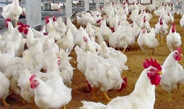 สมาคมผู้เลี้ยงไก่พันธุ์ วอนรัฐช่วย หลังแบกรับต้นทุนที่สูงขึ้นจากราคาวัตถุดิบที่ขึ้นไม่หยุด