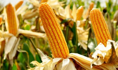 ทุกข์ของเกษตรกรผู้เลี้ยงสัตว์ ราคาวัตถุดิบอาหารสัตว์พุ่งฉุดไม่อยู่