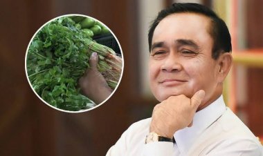 ประยุทธ์เป็นห่วงผักชีแพง สั่งให้นำพื้นที่ทหารปลูกผักชี
