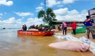 เกษตรกรโอดน้ำท่วม-PRRS ทำหมูเสียหาย  ซ้ำราคาซื้อขายต่ำกว่าทุน