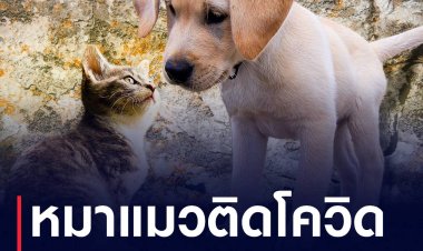 ผลวิจัยจุฬาฯ เผย ไทยพบหมาแมวติดโควิดในบ้านที่เจ้าของติดเชื้อ