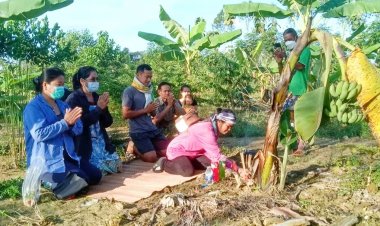 แห่ขอเลขเด็ดกล้วยออกปลี 2 ต้นคู่หวังลุ่นเสี่ยงโชค 16 พ.ย.นี้ (มีคลิป)