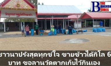 ทุกข์ชาวนาปรัง  ขายข้าวไม่ได้ขอลานวัดหมุนเวียนสับเปลี่ยนตากข้าวเก็บไว้กินเอง  #ทุกข์ใจสุดๆ ขายข้าวได้กิโลละ 6 บาท (มีคลิป)