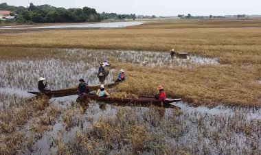 ชาวนาสุรินทร์ลงแขกพพายเรือเกี่ยวข้าวจมมาร่วมเดือน ท่ามกลางกลิ่นเหม็นเน่า(มีคลิป)