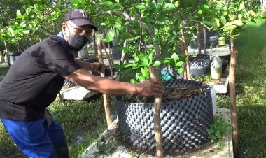 ทึ่ง!สวนมะนาวลอยน้ำ แบบสะเทินน้ำสะเทินบก น้ำท่วม-ภัยแล้งไร้ปัญหา (มีคลิป)