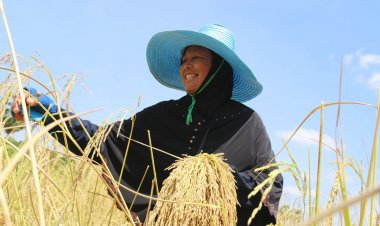 ชาวนาใต้ลุ้นม.ค.- ก.พ.65ราคาพุ่งชี้ข้าวตกต่ำเหตุอินเดียทุ่มตลาด