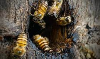 “ผึ้งโพรง”ใต้ วูบ 60 เปอร์เซ็นต์ ส่วนทาง“ผึ้งพันธุ์”เหนือราคาพุ่งรอบ 20 ปี