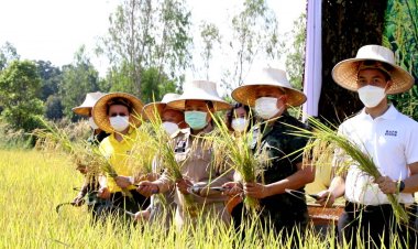 แม่ทัพภาคที่ 3 ผู้ว่าฯพิจิตรร่วม ลงแขกเกี่ยวข้าวเมล็ดพันธุ์พระราชทาน
