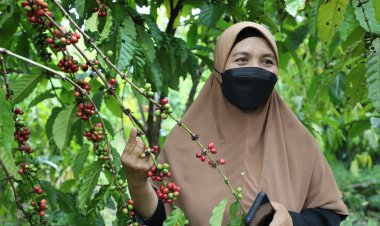 ชาวรือเสาะ ปลูกกาแฟ ทางเลือกของพืชเศรษฐกิจแทนยางตกต่ำ