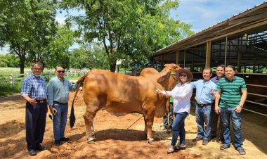 'ทองพูล  ฟาร์ม'เชิญชวนเกษตรกรร่วมมหกรรมงัวแลนด์วังหินศรีสะเกษ
