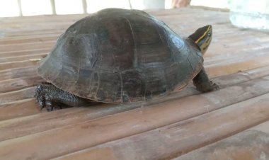 ก่อนวันหวยออก!พบเต่าน้อยกลางสวนเชื่อมาให้โชค