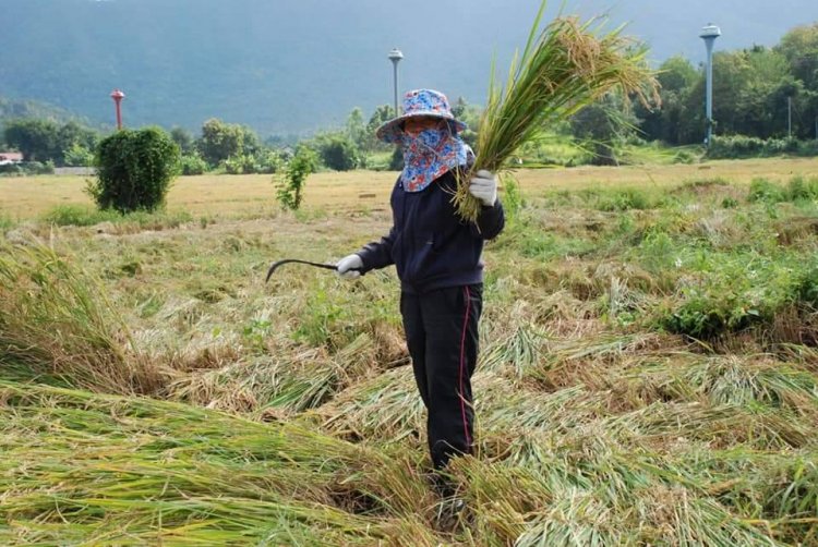 กรมส่งเสริมสหกรณ์ หนุนทุนทายาทเกษตรกรเรียนฟรี ปวส. ป.ตรี กว่า 107 ทุน