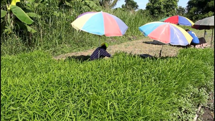 เปิดปมผักทุกชนิด-ผักชีแพงเจอน้ำท่วมฝนตกถี่ไม่คุ้มทุนปลูก