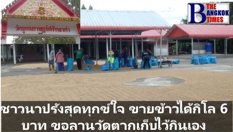 ทุกข์ชาวนาปรัง ขายข้าวไม่ได้ขอลานวัดหมุนเวียนสับเปลี่ยนตากข้าวเก็บไว้กินเอง #ทุกข์ใจสุดๆ ขายข้าวได้กิโลละ 6 บาท (มีคลิป)