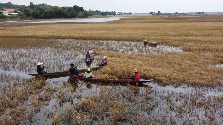 ชาวนาสุรินทร์ลงแขกพพายเรือเกี่ยวข้าวจมมาร่วมเดือน ท่ามกลางกลิ่นเหม็นเน่า(มีคลิป)