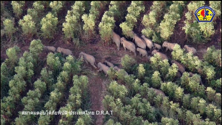 ชาวกบินทร์บุรีผวาช้างป่ากว่า 70 ตัวจากฉะเชิงเทราข้ามถิ่นมาหากินเขาไม้แก้ว