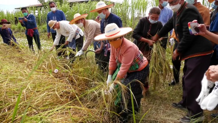 ศรีสะเกษเปิดงานประเพณีลงแขกเกี่ยวข้าวลดต้นทุนการผลิต (มีคลิป)