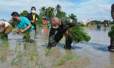 นราธิวาสสืบสานวิถีพหุวัฒนธรร“ลงแขกดำนา”