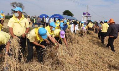 ศรีสะเกษลงแขกเกี่ยวข้าวโครงการปลูกข้าวในพื้นที่ส่วนพระองค์ฯทุ่งกุลาทุ่งทิพย์รวงทอง(มีคลิป)