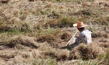 เกี่ยวข้าวเสร็จ!ชาวนาศรีสะเกษถือเสียมออกขุดหาปูหากบเขียดไปเป็นอาหาร