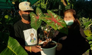 กำนันเกษียณลด-แจกแถมลูกหลานชาวชัยภูมิซื้อไม้ด่างของขวัญวันพ่อ