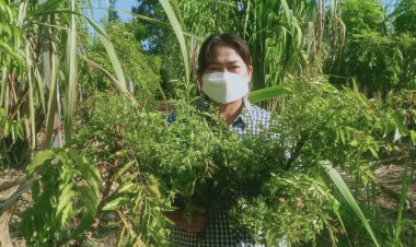 ปลูกสะเดามันลูกปีเดียวพร้อมกับปลูกอ้อยควั่นเก็บขายรายได้อาทิตย์ละกว่า3พันบาท