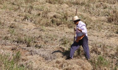 ตามไปด้วยวิถีชีวิตชาวนาศรีสะเกษหลังเก็บเกี่ยวข้าวเสร็จออกล่าปูนา-เขียดเปิบเมนูเด็ด